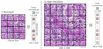 Training state-of-the-art pathology foundation models with orders of magnitude less data